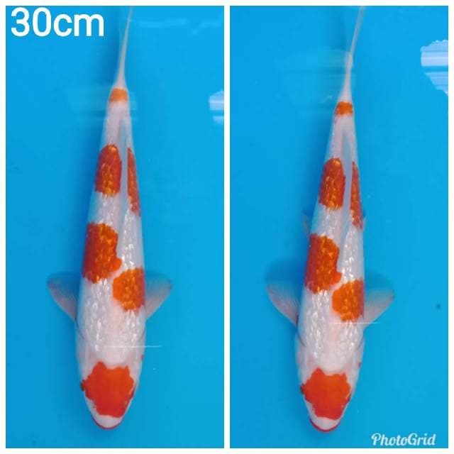 Maruten kohaku full ginrin