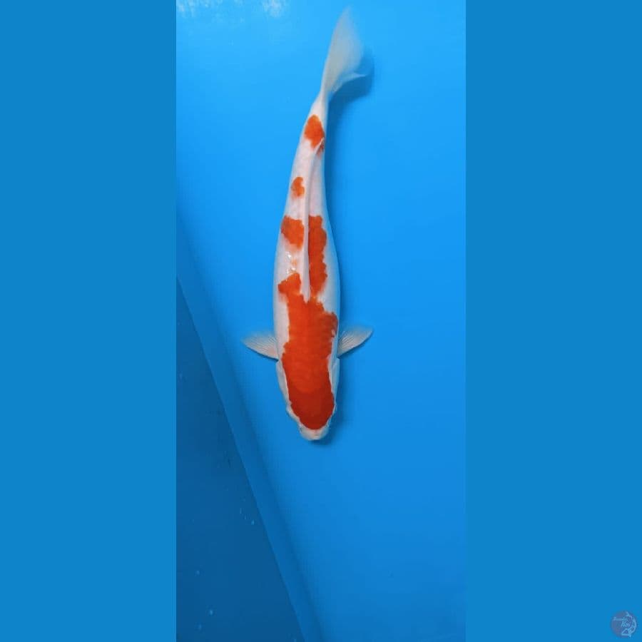 KOHAKU 39CM