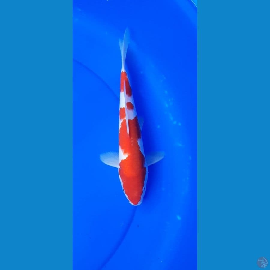 KOHAKU