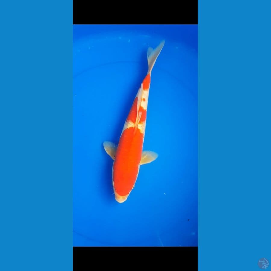 KOHAKU
