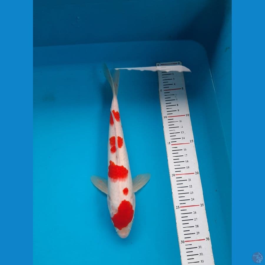 KOHAKU