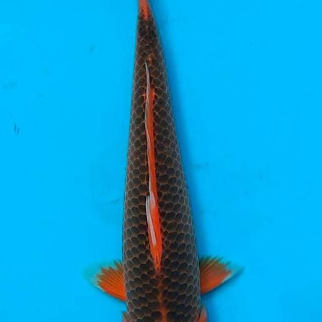 Akamatsuba 35 cm. F1. farm Ooya