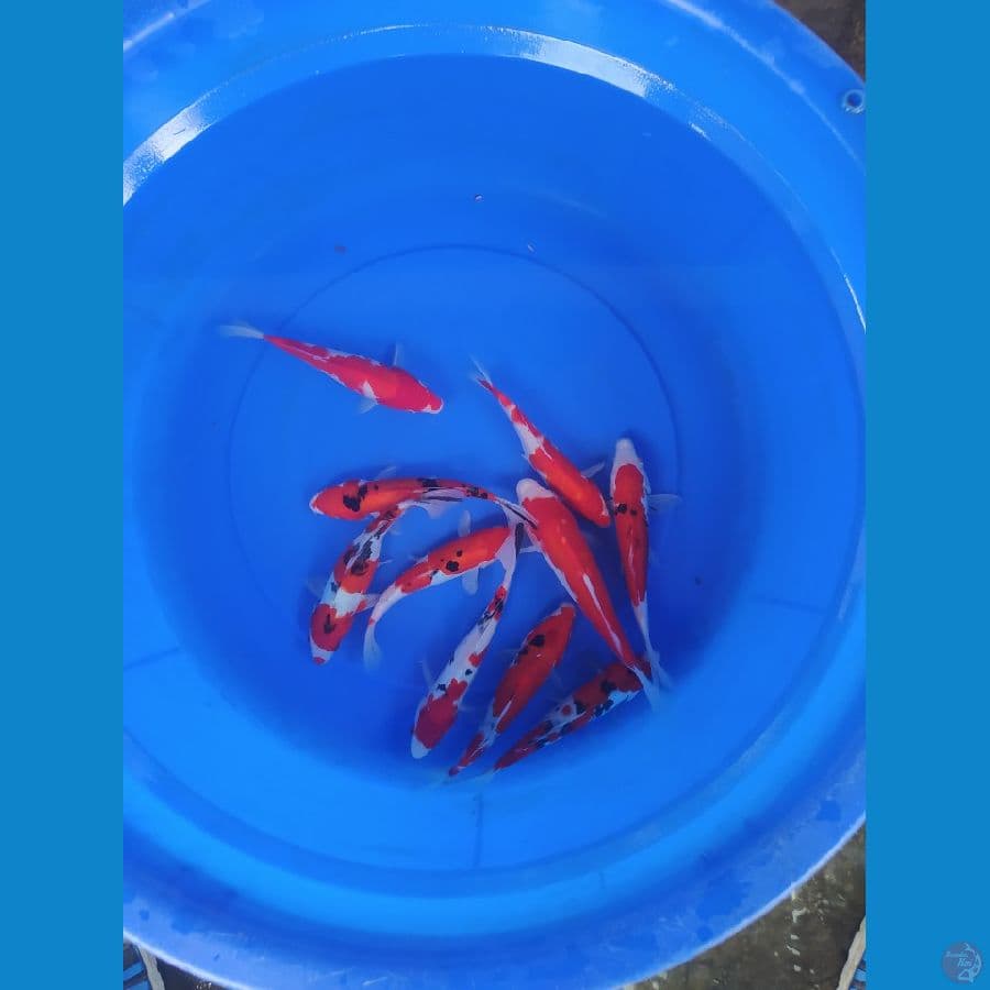 paket mix kohaku sanke