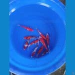 paket mix kohaku sanke