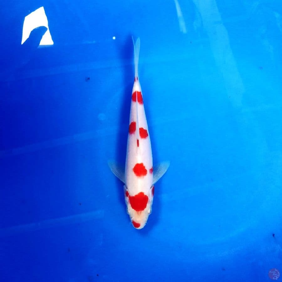 kohaku shakura