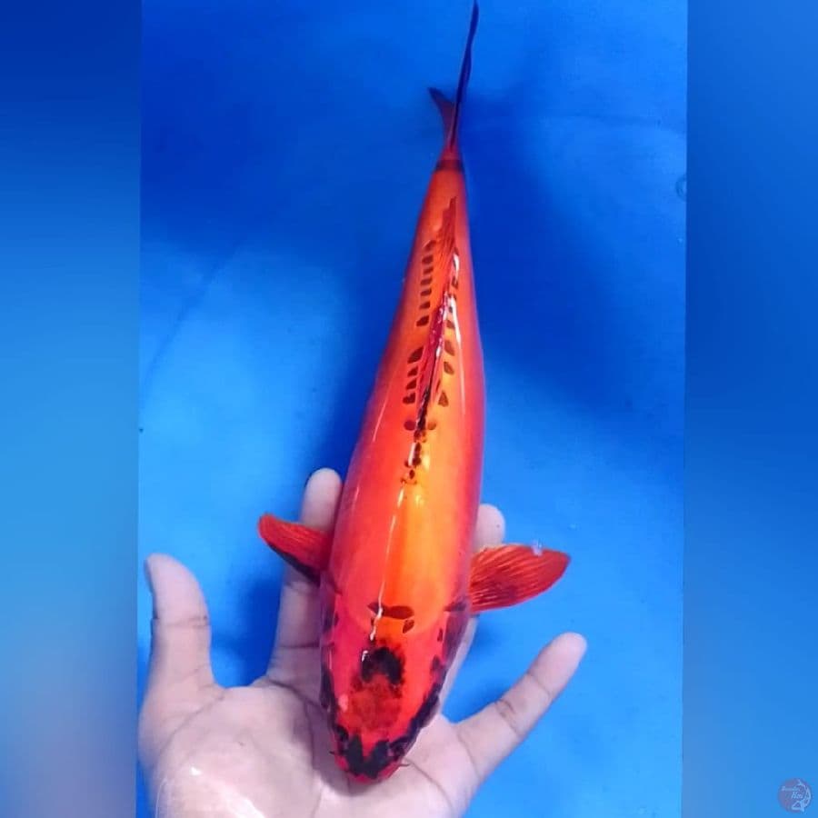 DOID HALUS M32  sirip kecil sebelah