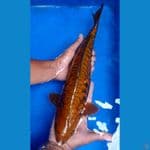 jantan 45 cm 