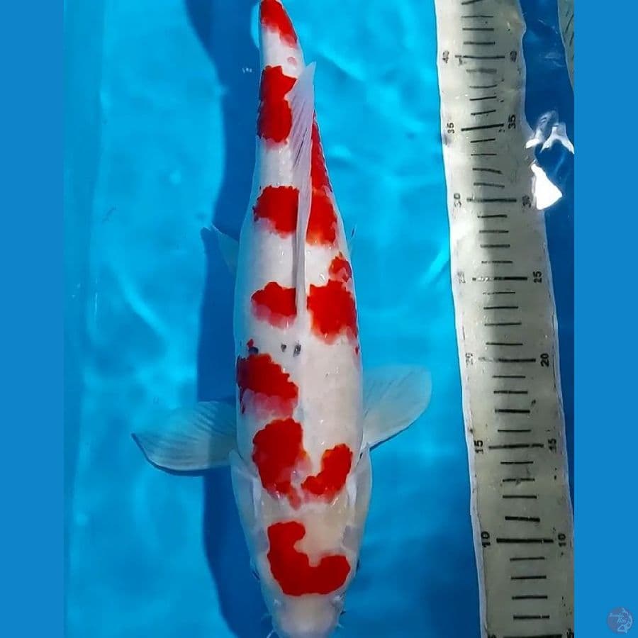 SANKE 46 CM