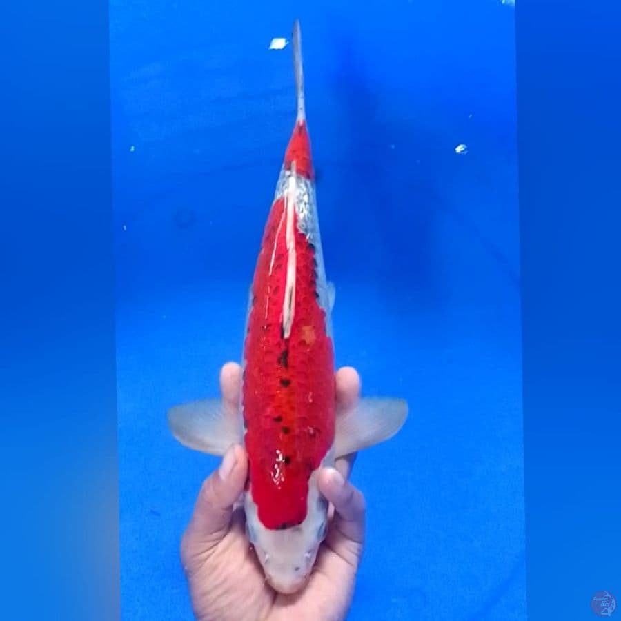 GHOSIKI 37CM
