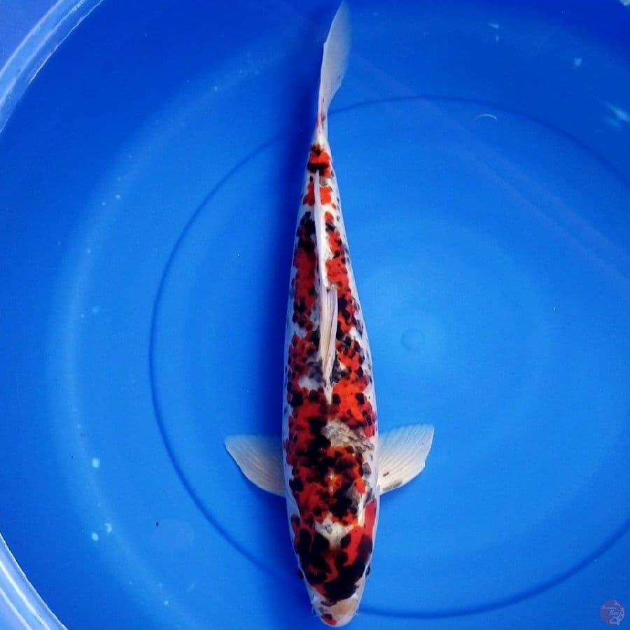 RARE 46 CM MALE