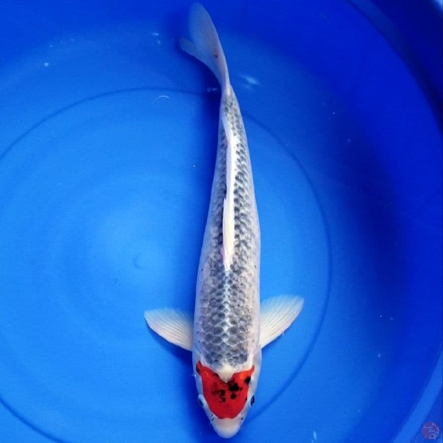 TANCHO 47 CM MALE