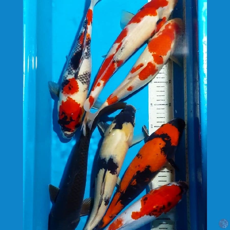 SHOWA UTSURI SHIRO 32-37 CM