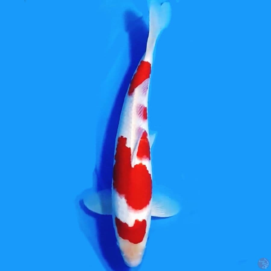 KOHAKU ORI REDSTRONG 35cm MALE