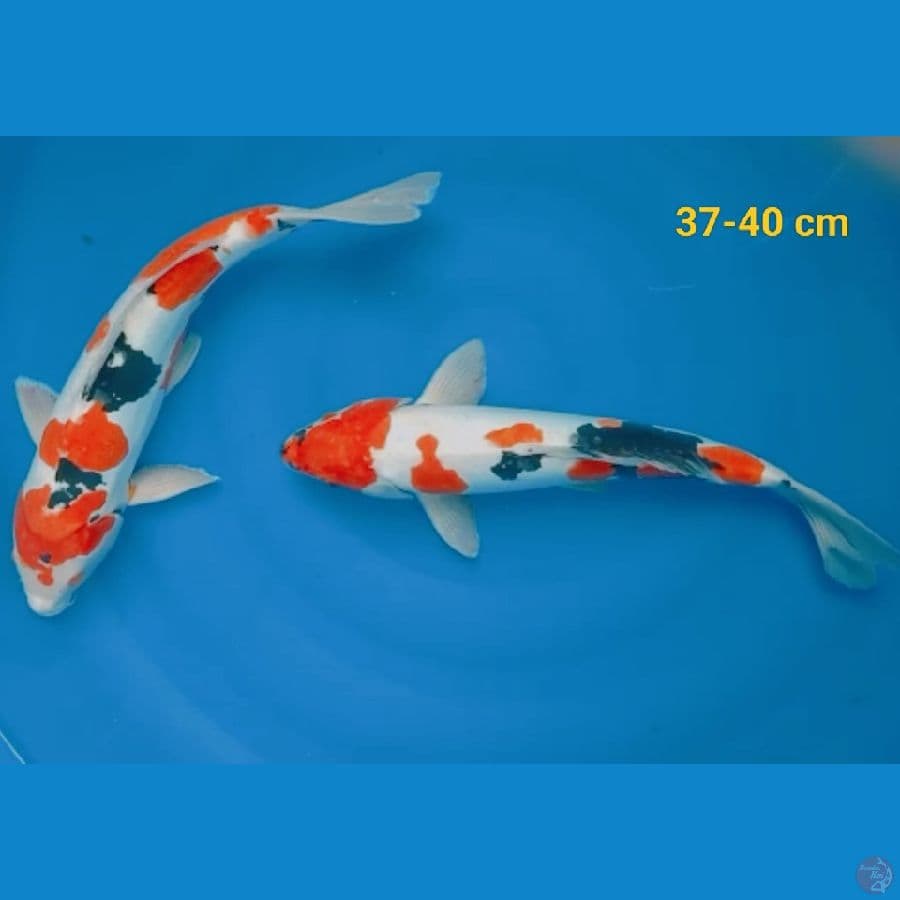 Showa doit murni male 37-40 cm
