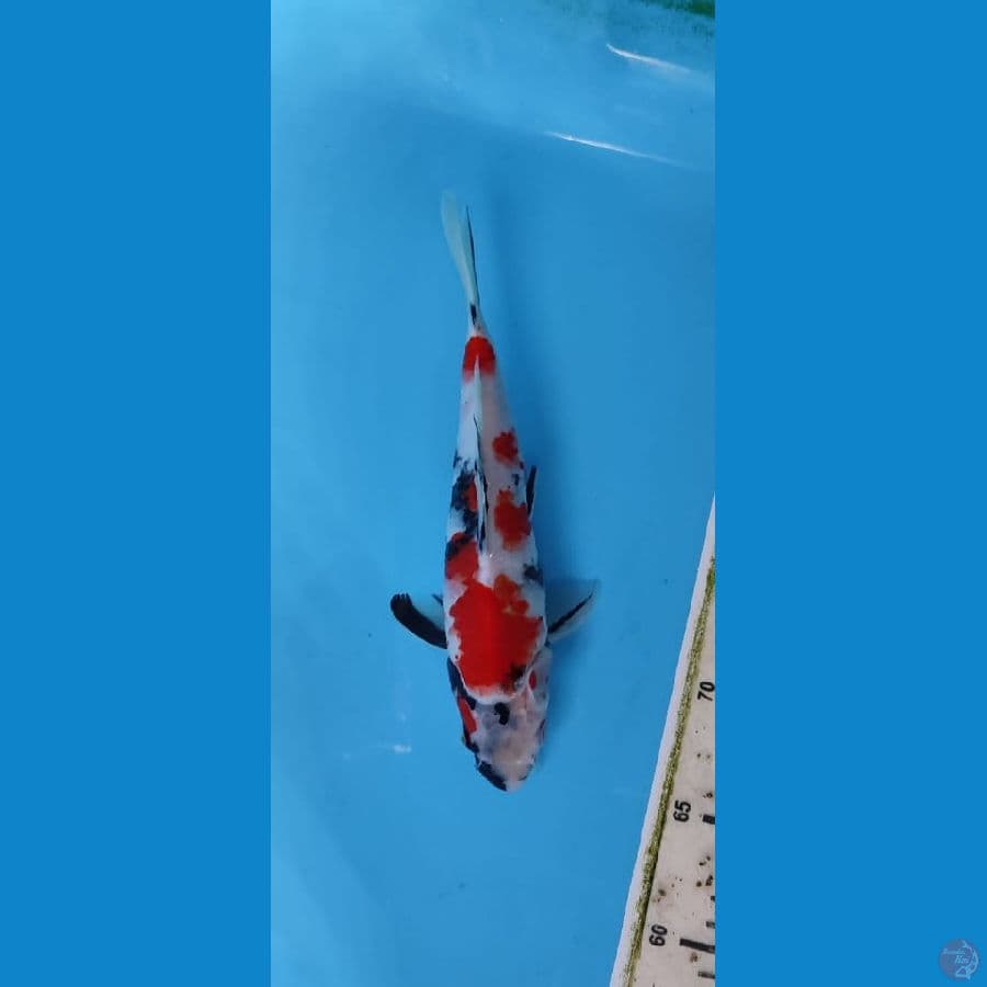 SHOWA 23CM