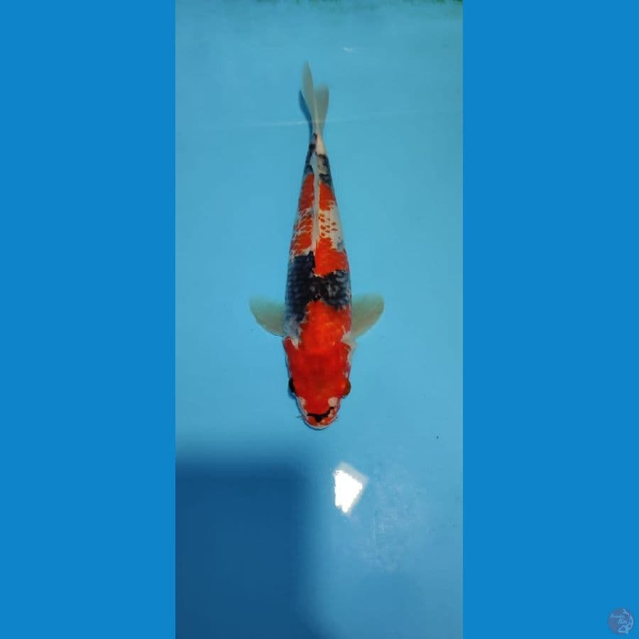 KANOKO SHOWA 25 CM