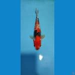 KANOKO SHOWA 25 CM