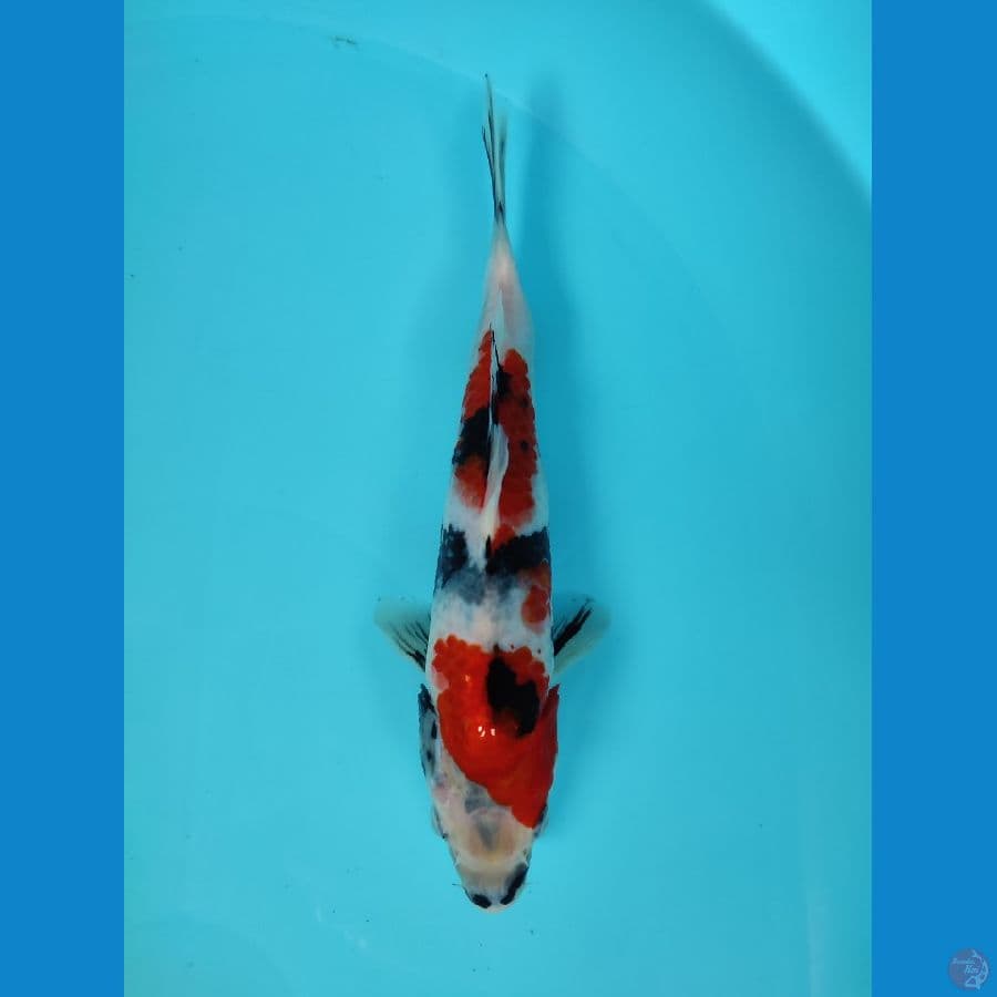 SHOWA 22 CM