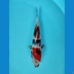 SHOWA 22 CM 
