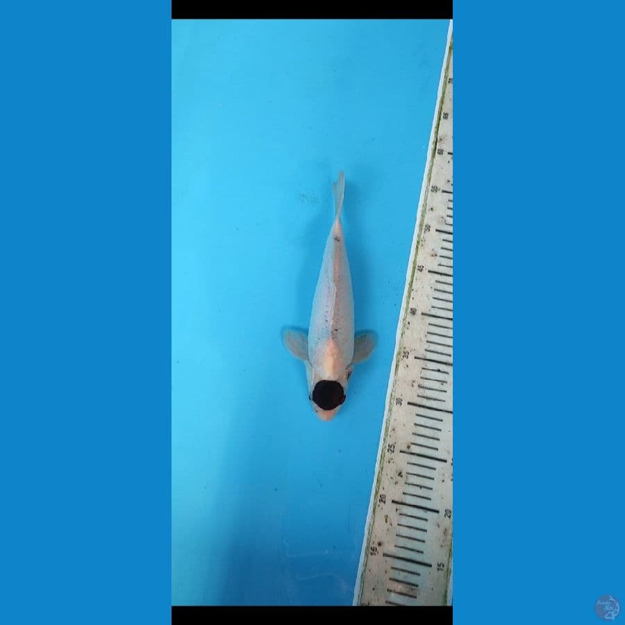 TANCO BUDO 28 CM