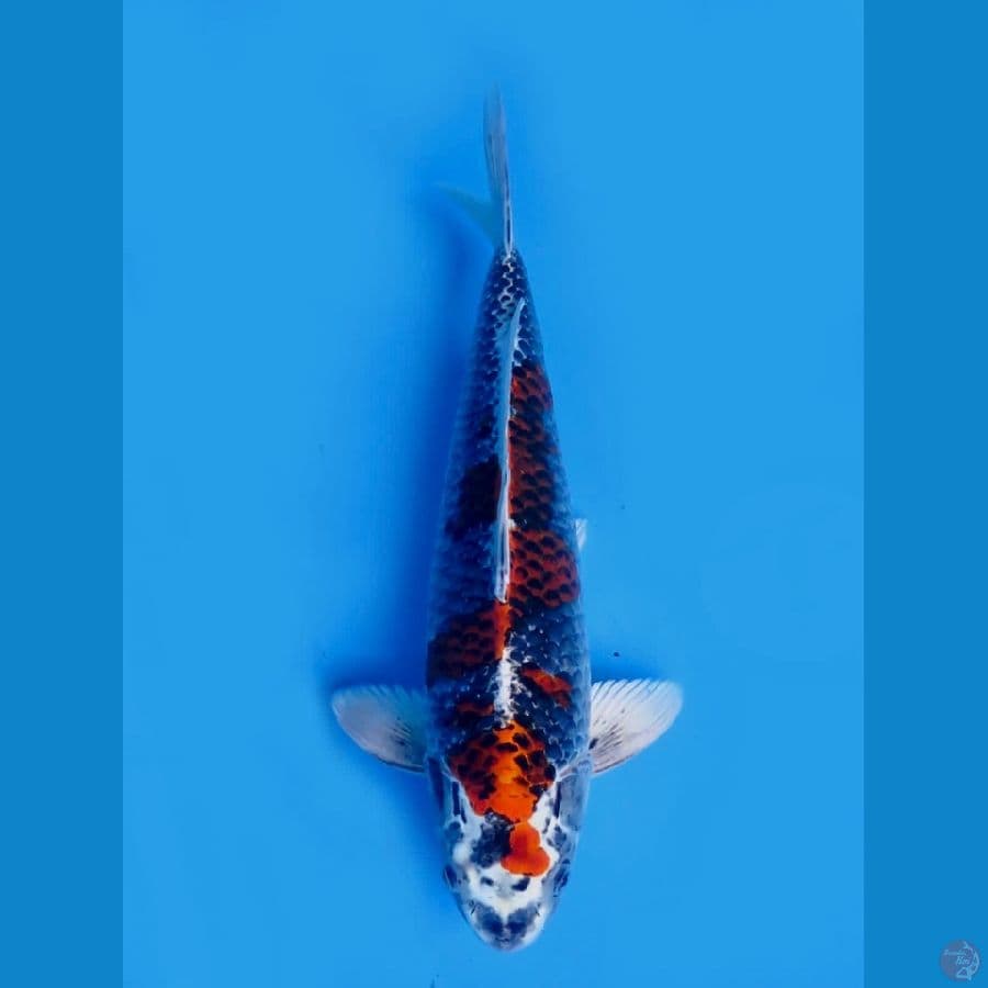 45cm , Beni ginga male ,