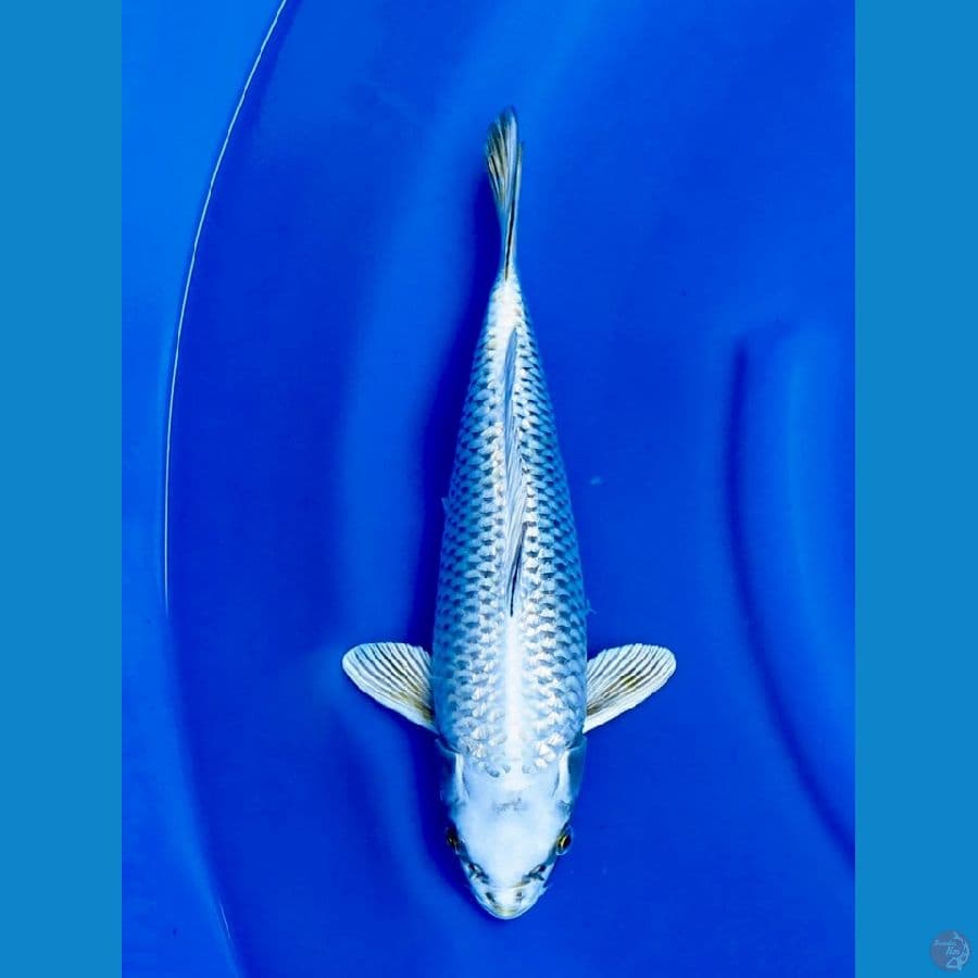 35cm , Mukasi Putih 