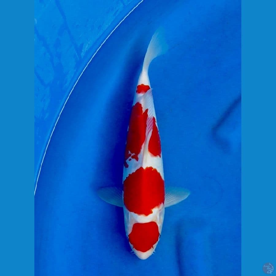 30cm , Kohaku HQ 