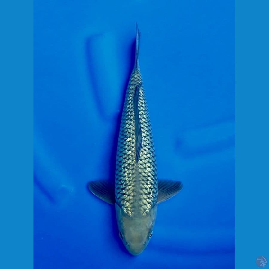 34cm , Male Soragoi 
