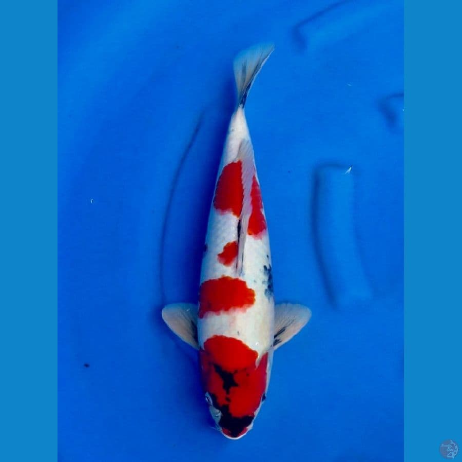 41cm , Red Showa male