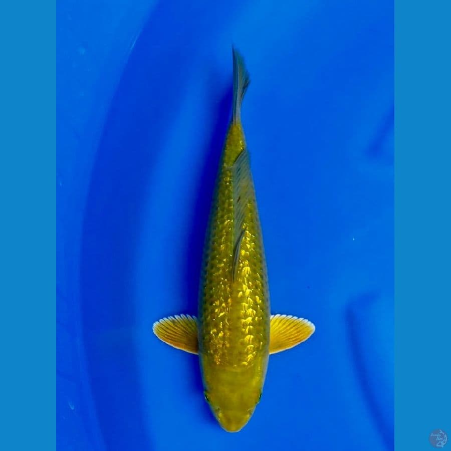 31cm , Midori male