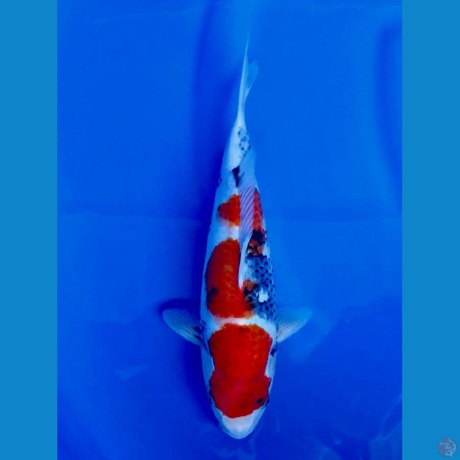 30cm , Showa HQ male 