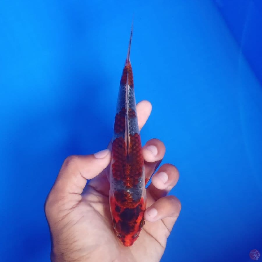 KUROSAWA - BENI GINGGA A 18CM