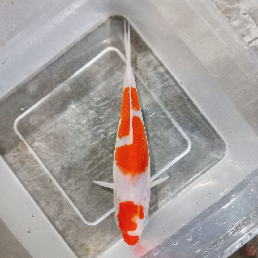 KOHAKU//19 CM