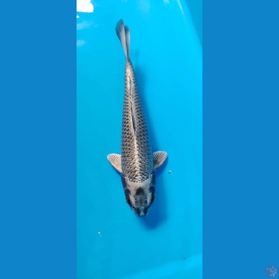 mukasi 36cm