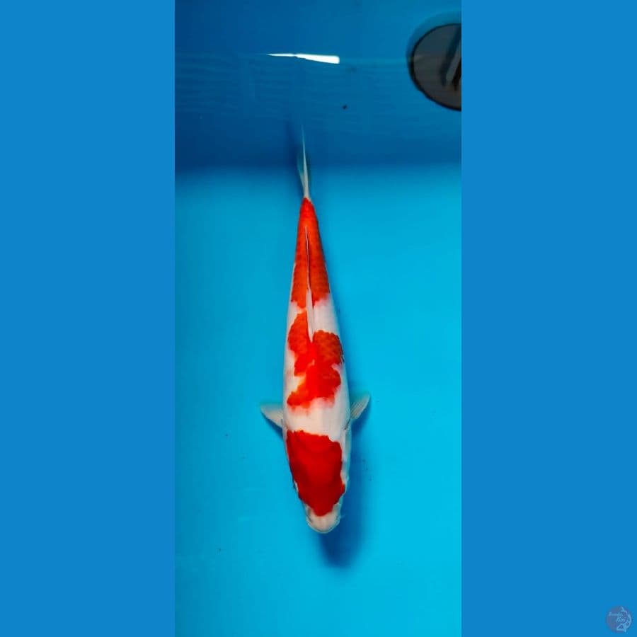 kohaku 30cm 