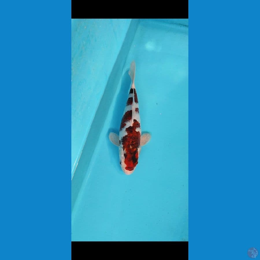 AI GOROMO 27CM ORIGINAL HQ
