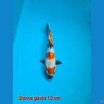 Bahan Showa ginrin 15 cm joss