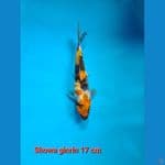 Showa ginrin 17 cm Bahan jos