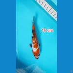 Bahan showa ginrin 16 cm