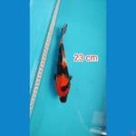 showa 23 cm