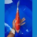 kohaku 39cm