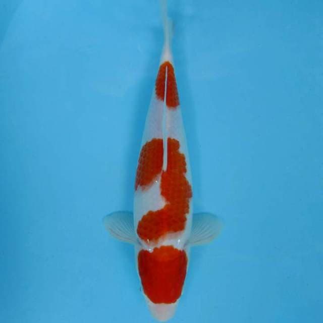 TENJi KU 7 ~ KOHAKU 3 STEPS,-