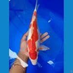 kohaku doit 36 cm