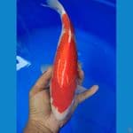 kohaku 38cm