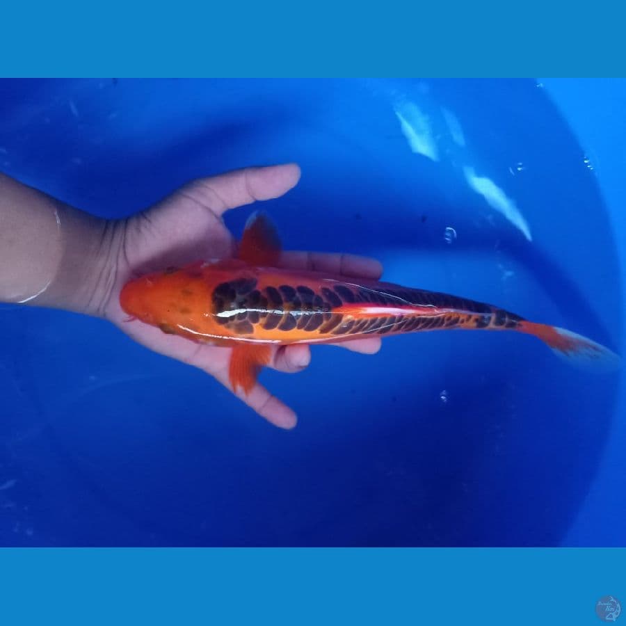 Hi-Shusui 33 cm.. ring rapi