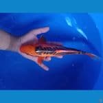 Hi-Shusui 33 cm.. ring rapi
