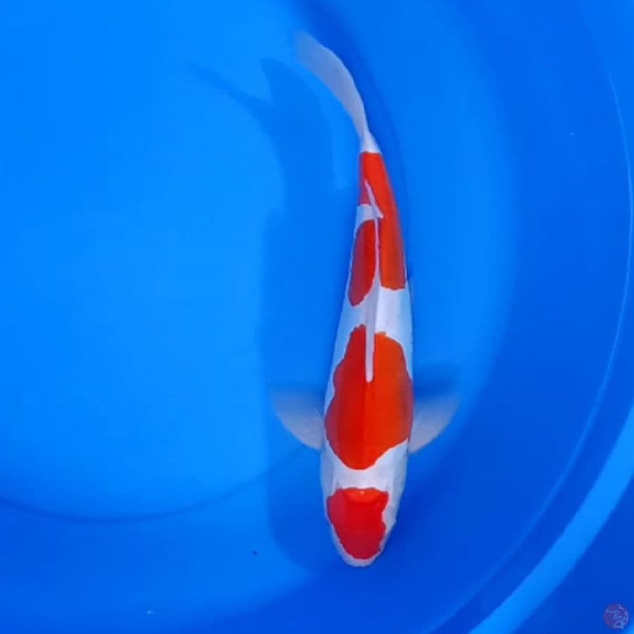 KOHAKU DOITSU 31 CM ORYGINAL