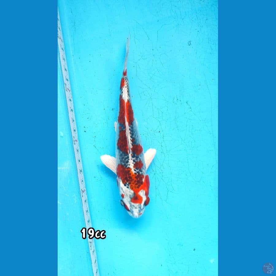 MINI RED KUJAKU
