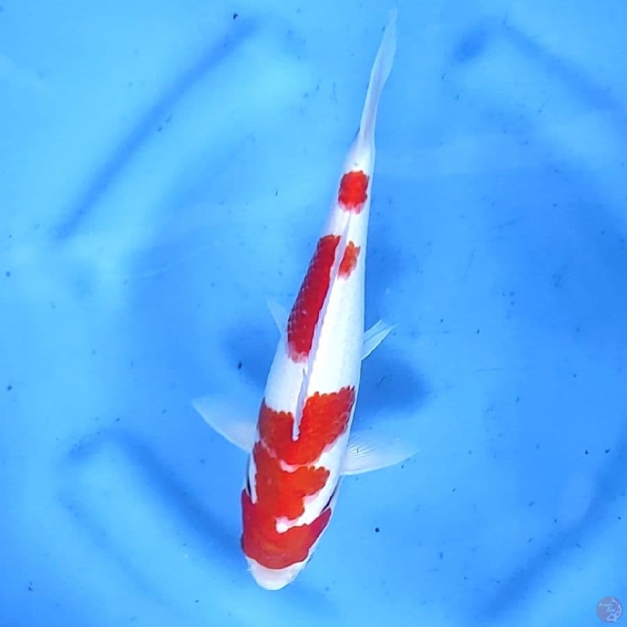 26CM # KOHAKU - M