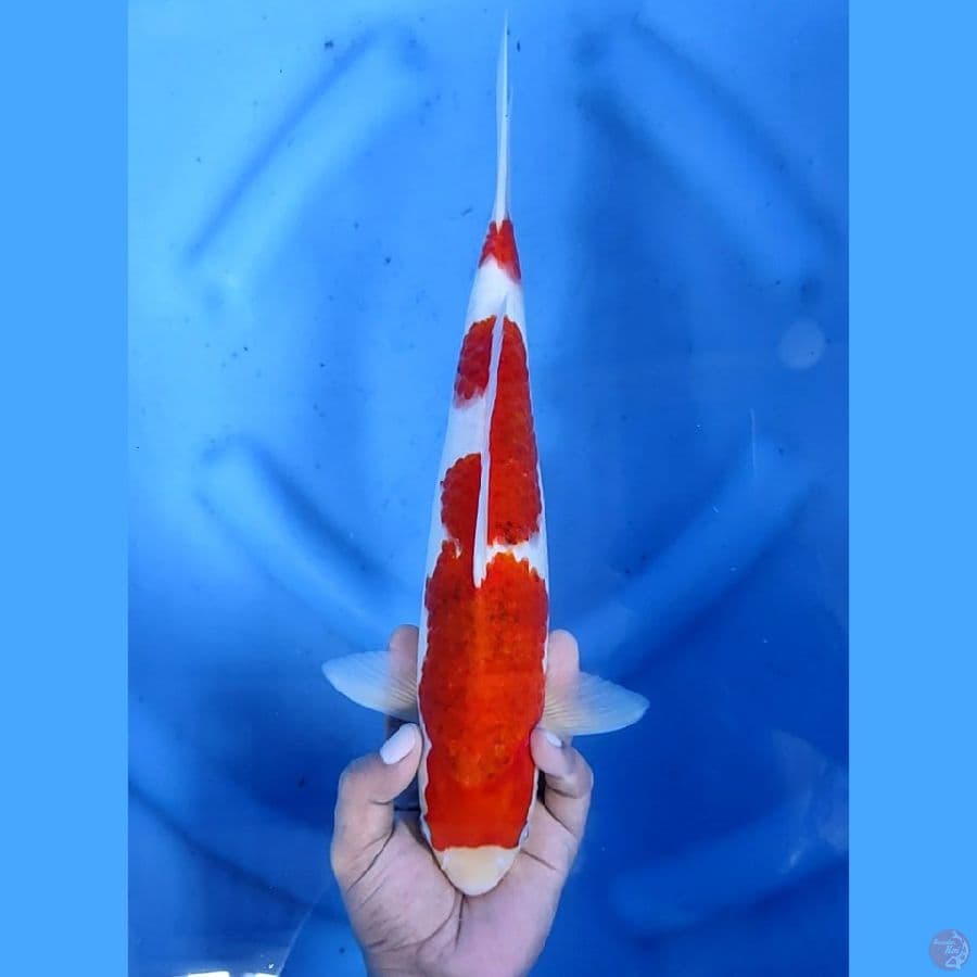 34CM # AI GOROMO - F